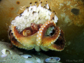 I lifted a metal plate and found this octopus looking after her eggs. Carefully put the plate back down, but discovered on subsequent dive 2 days later, some moron had turned the plate over and left it with eggs and octopus exposed to die. :-( 